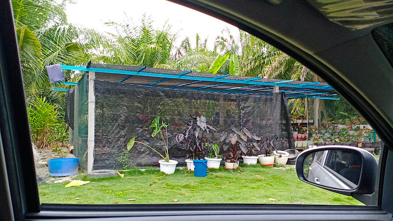 Anggun Keladi gallery