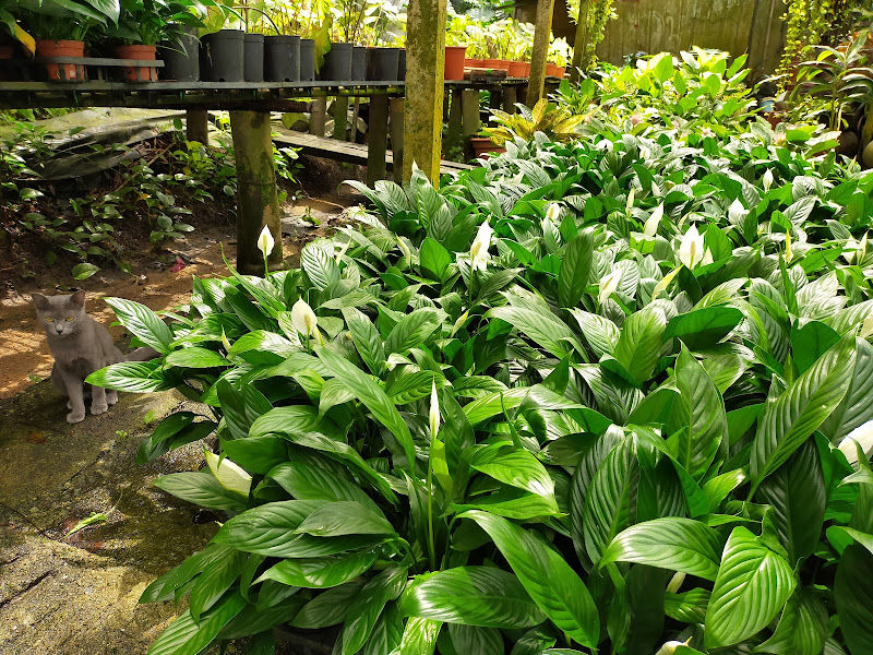 SMM Landscape Sdn Bhd gallery