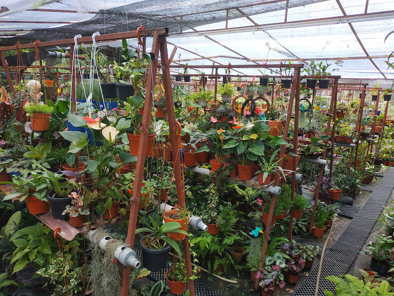 Bemban Nursery 望万花艺 gallery