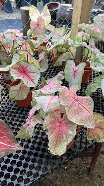 Bujang Garden gallery