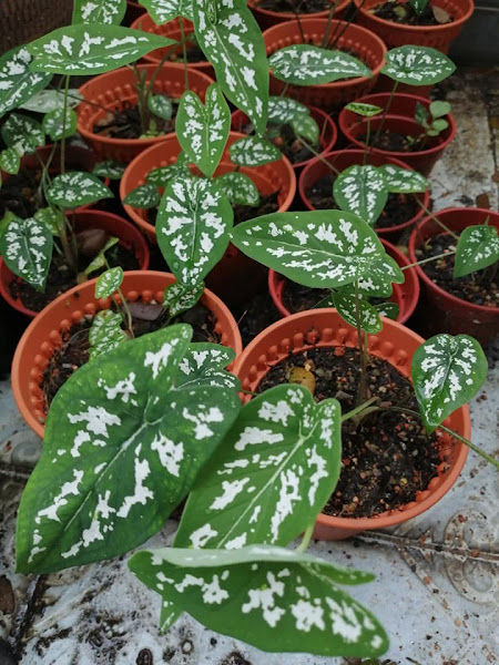 Lensen Nursery gallery