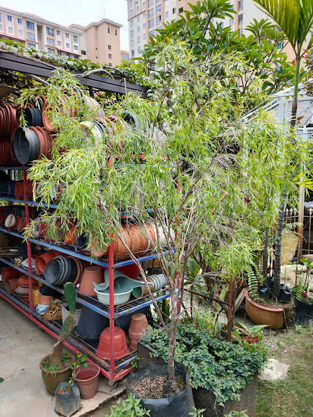 Lee Nursery & Bonsai Centre gallery