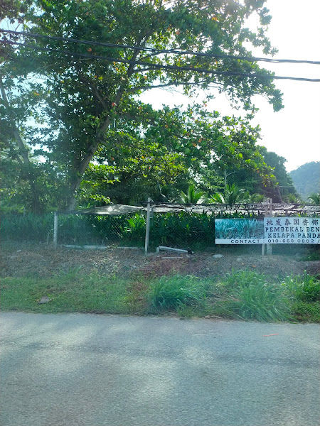 Pembekal benih kelapa pandan ( Lumut, Perak ) gallery