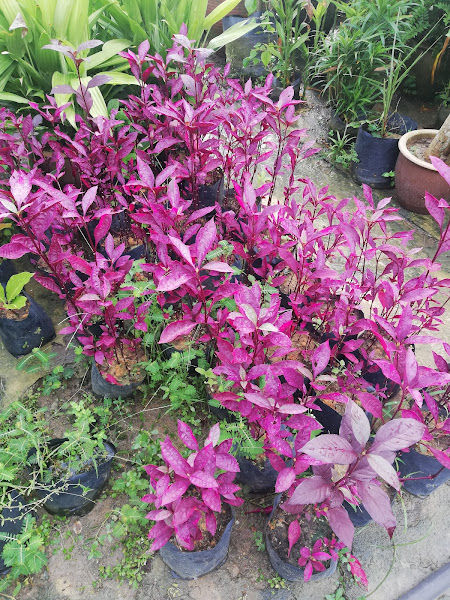 Sanai Nursery gallery