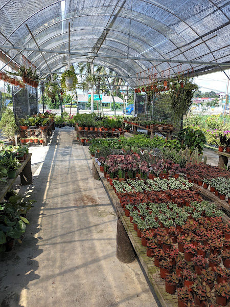 Florazazzy Nursery gallery