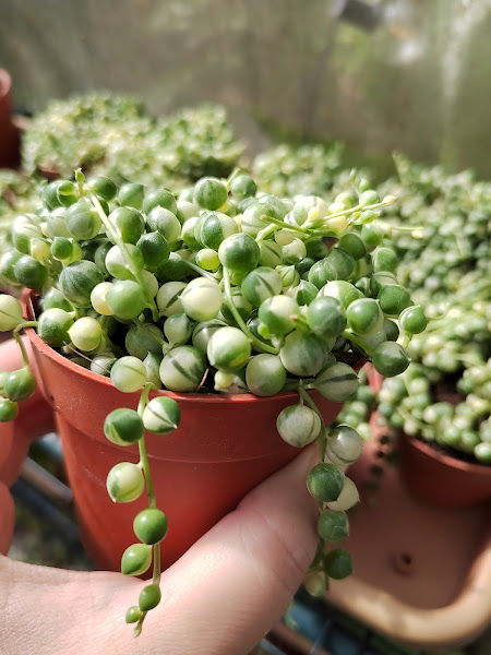 Yard Master Nursery gallery