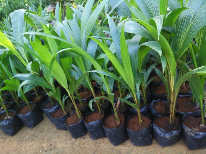 A & R nursery kg sungai korok parit 32800 perak gallery