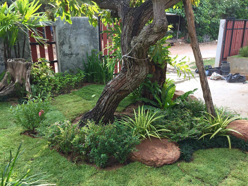 Cactus Point KL Melati Nursery gallery