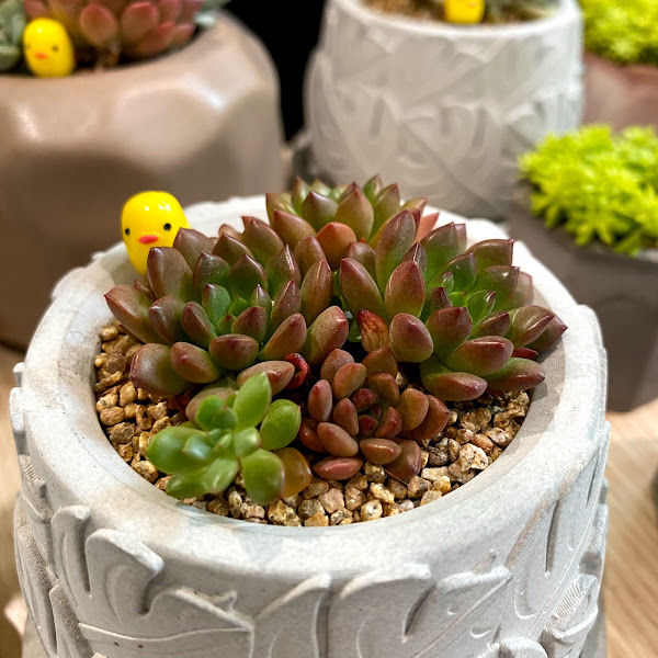 Succulent Shop (Gurney Paragon) gallery