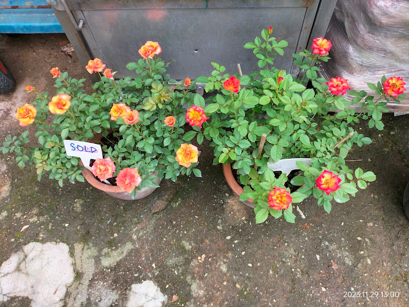 Annie Nursery gallery