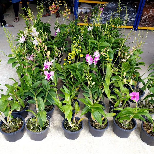 Lot 53 SWS GARDEN JALAN MERBAU gallery