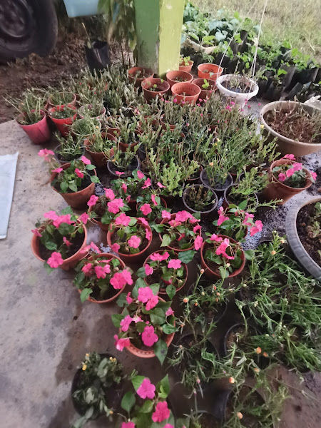 Jamaliah mohd ramli gallery