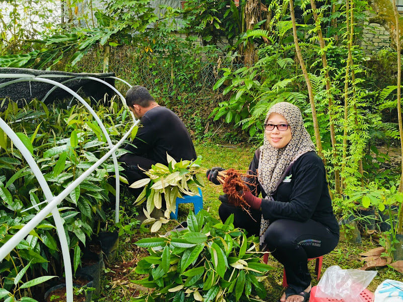 Nurseri Durian Lovers gallery