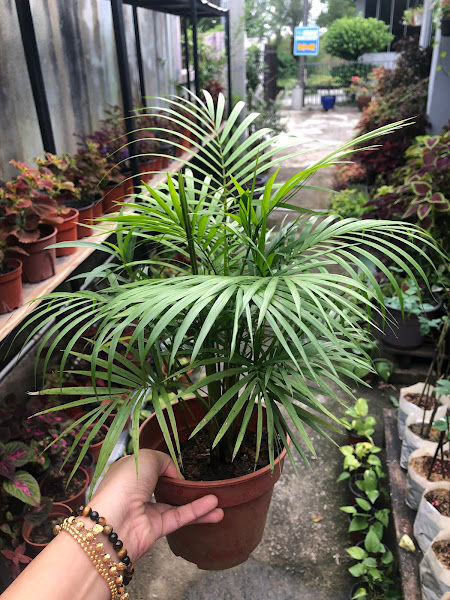 Rancak Nursery gallery