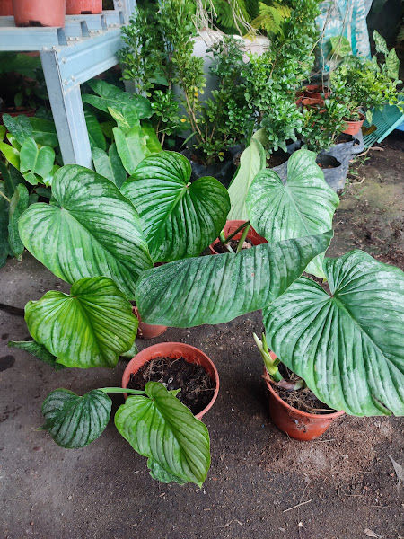 Nursery Aag greens HQ gallery