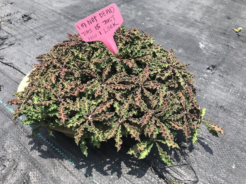 Succulent Secret Garden gallery