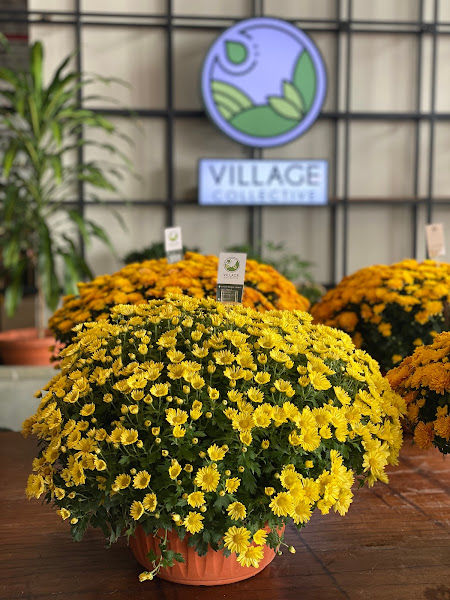 Village Collective gallery