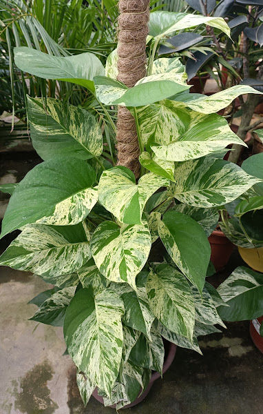 Nurseri Mekar Flora (Nurseri Pokok di Jenderam) gallery