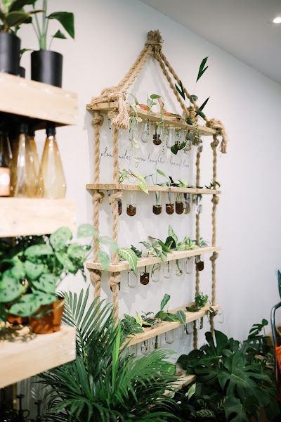 Indoor Foliage gallery