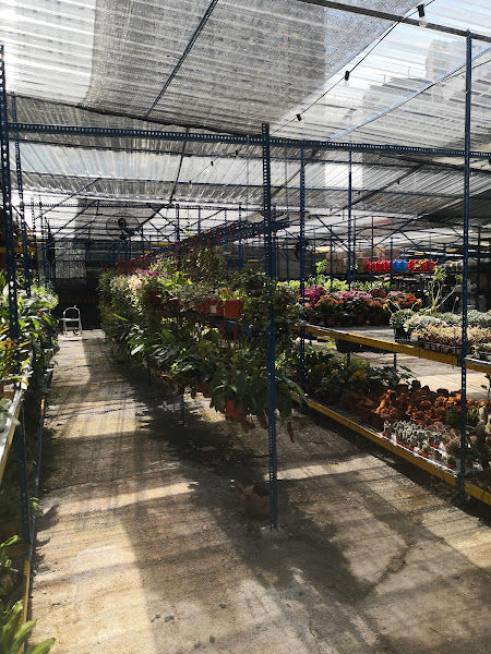 Green Plant Nursery SDN BHD gallery
