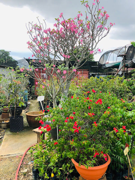 Semaian & Dusun Hew gallery