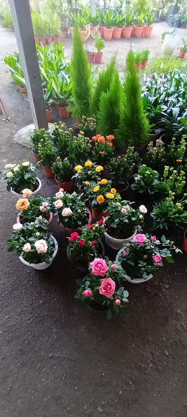 Jasmin garden gallery