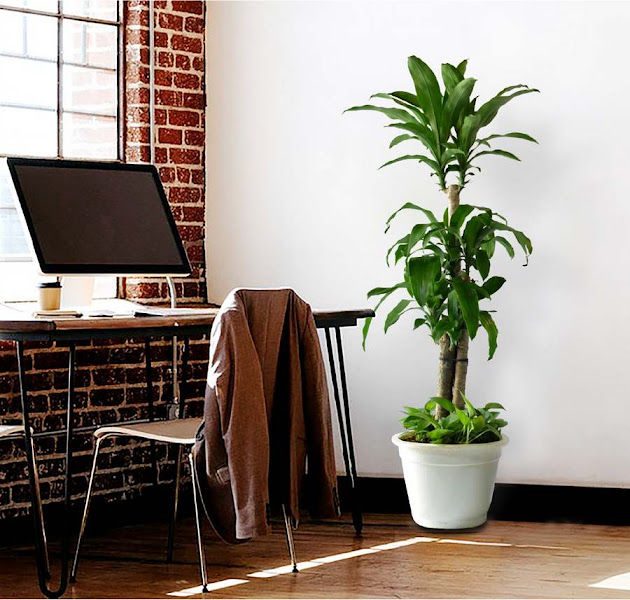 TreeScapes (M) Sdn Bhd gallery