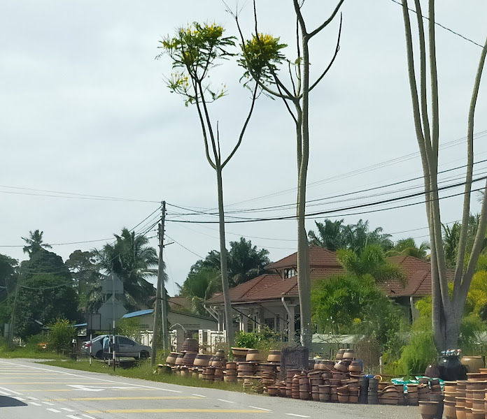 Masena Nursery Pokok