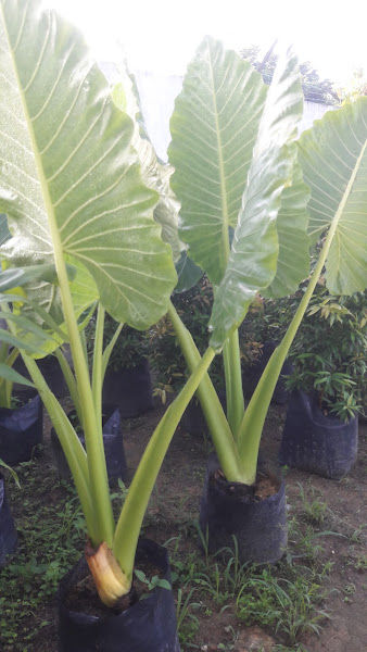 Oden Nursery gallery