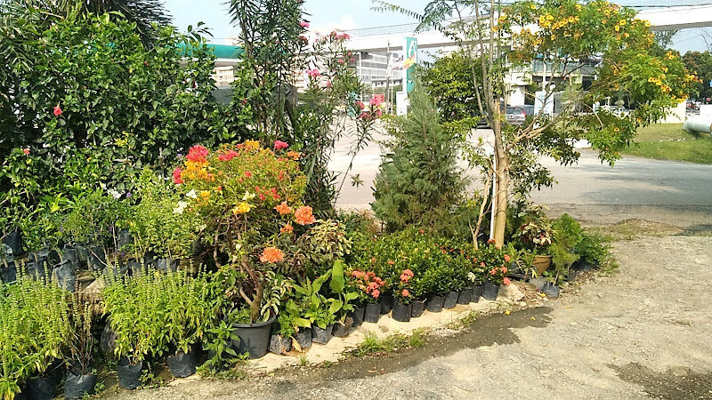 SRI ANDALAS NURSERY gallery
