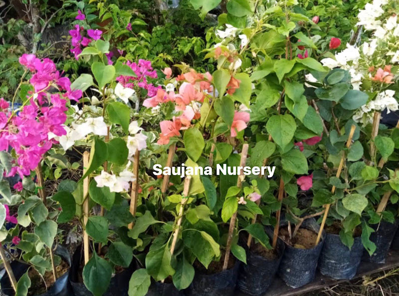 Saujana Nursery gallery