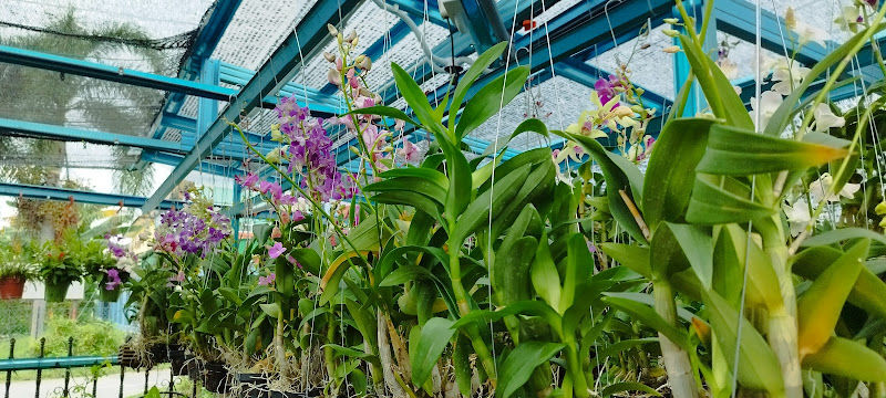 Nursery Nurezqi Ent (myhomefresh) gallery