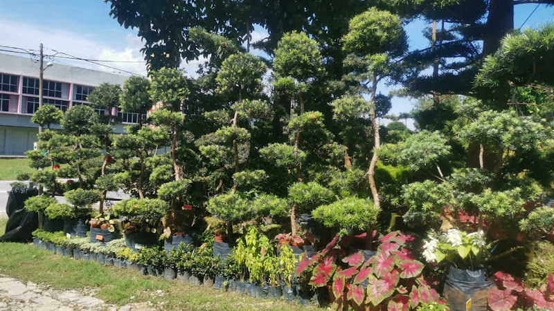 C&C Podocarpus Nursery & Landscape gallery