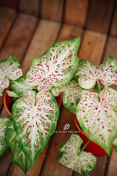 The Plant Project gallery