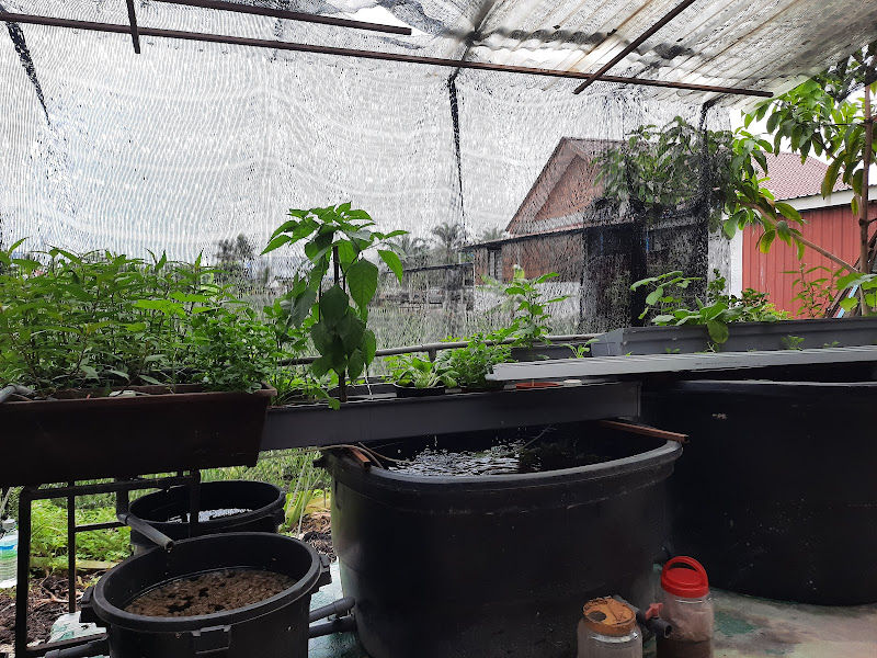 Murat Aquaponic Garden gallery