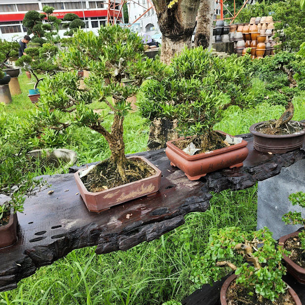 Sun Valley Nursery & Landscape gallery