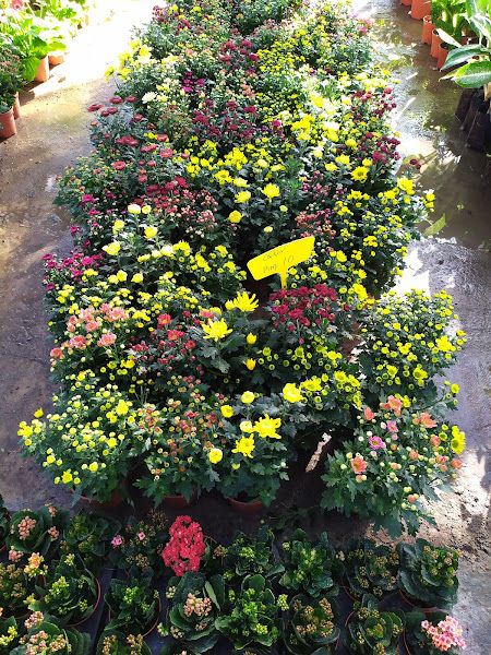 GADEK NURSERY TAMPIN gallery