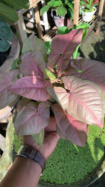 Adrita Garden gallery