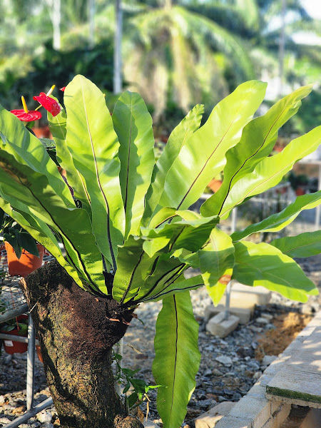 Palace Rose Garden Centre (Ara Damansara) gallery