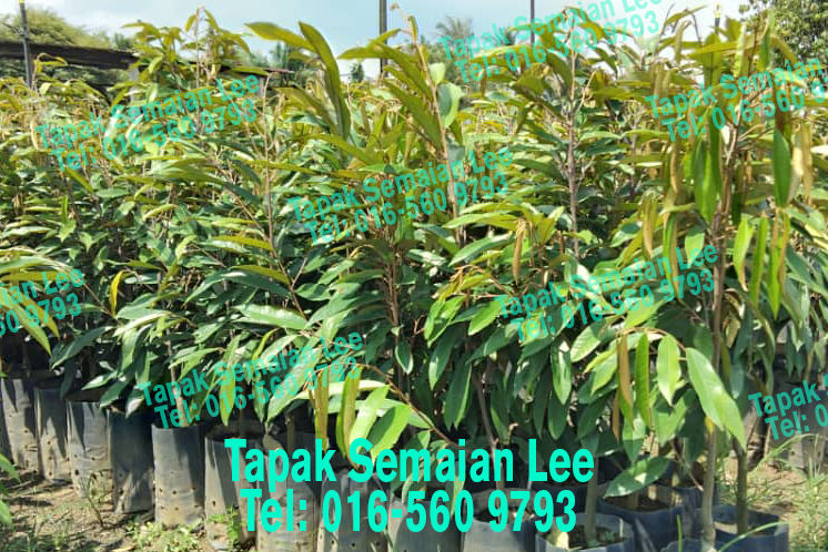 TAPAK SEMAIAN LEE gallery