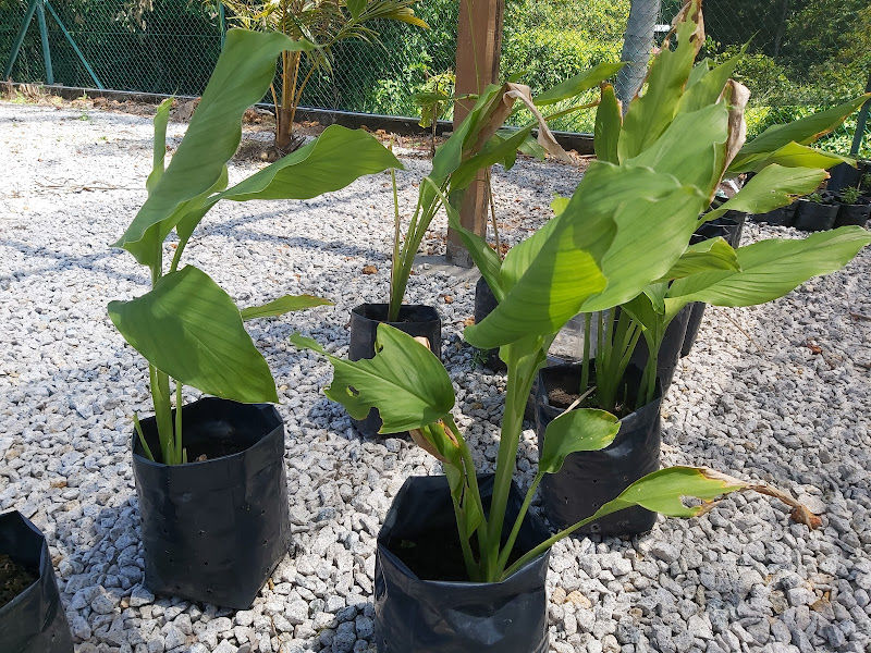 Nuraiman Nursery gallery