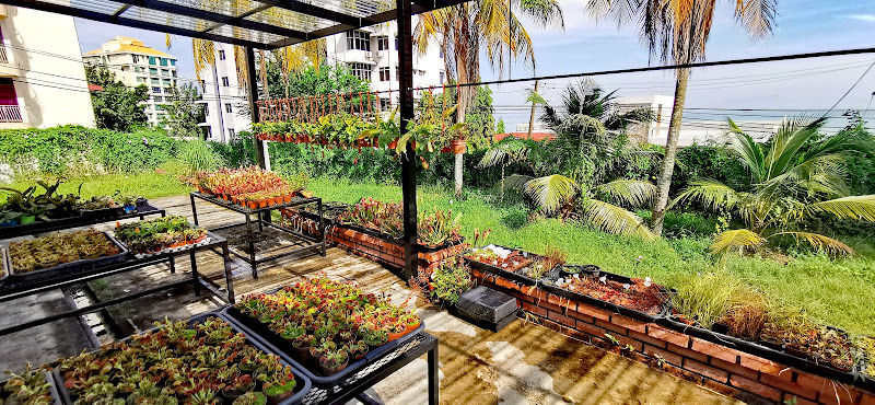 Bunface Potato Carnivorous Plants gallery