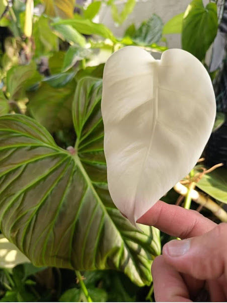 MC Paradise 艸天堂 gallery