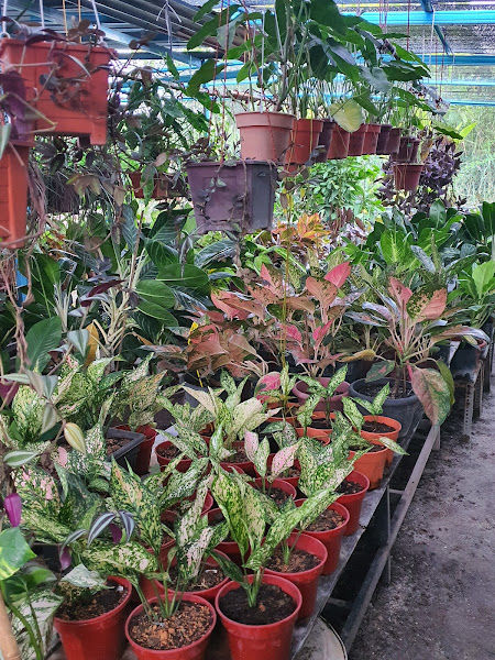 Nursery ZA pengkalan gallery