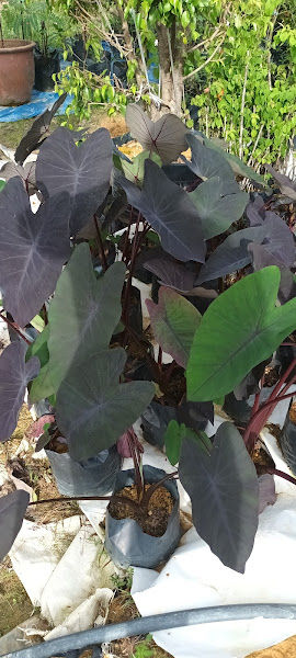 Hasibah Nursery gallery