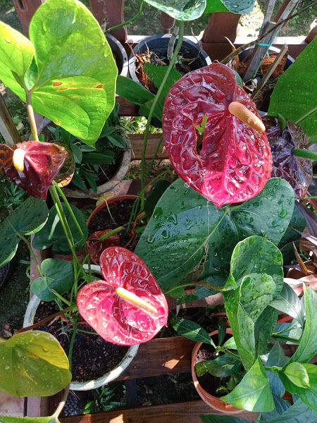 Nursery Laman Bonda gallery