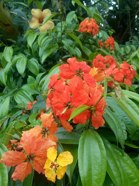 Nazlin Nursery gallery