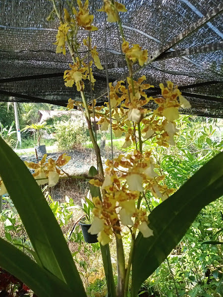 NURSERY AWANG KONG gallery