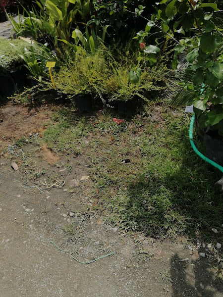 Rimbun Anggun Enterprise gallery