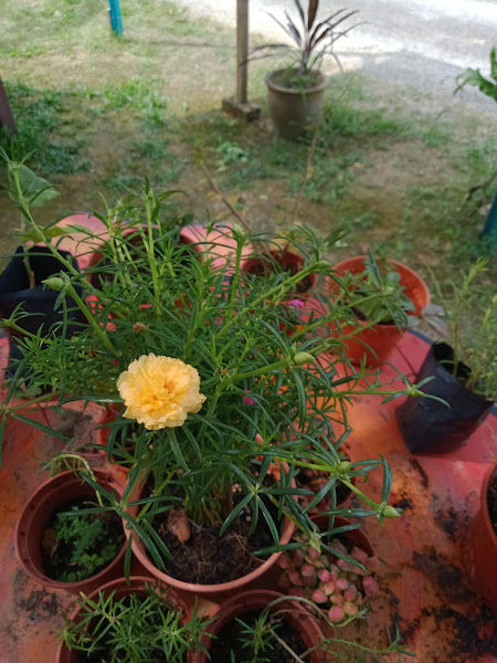 Nursery Laman Bonda gallery